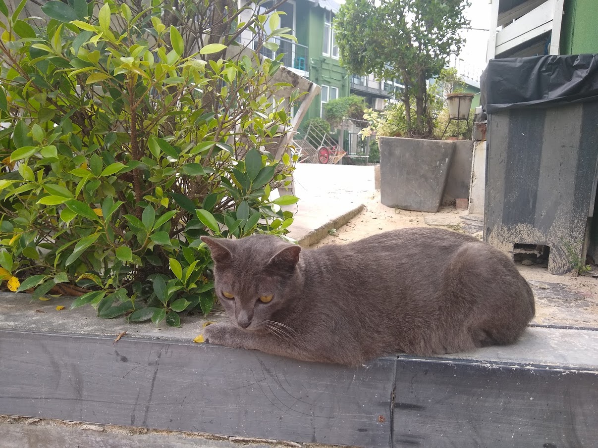 Cat in Koh Phi Phi