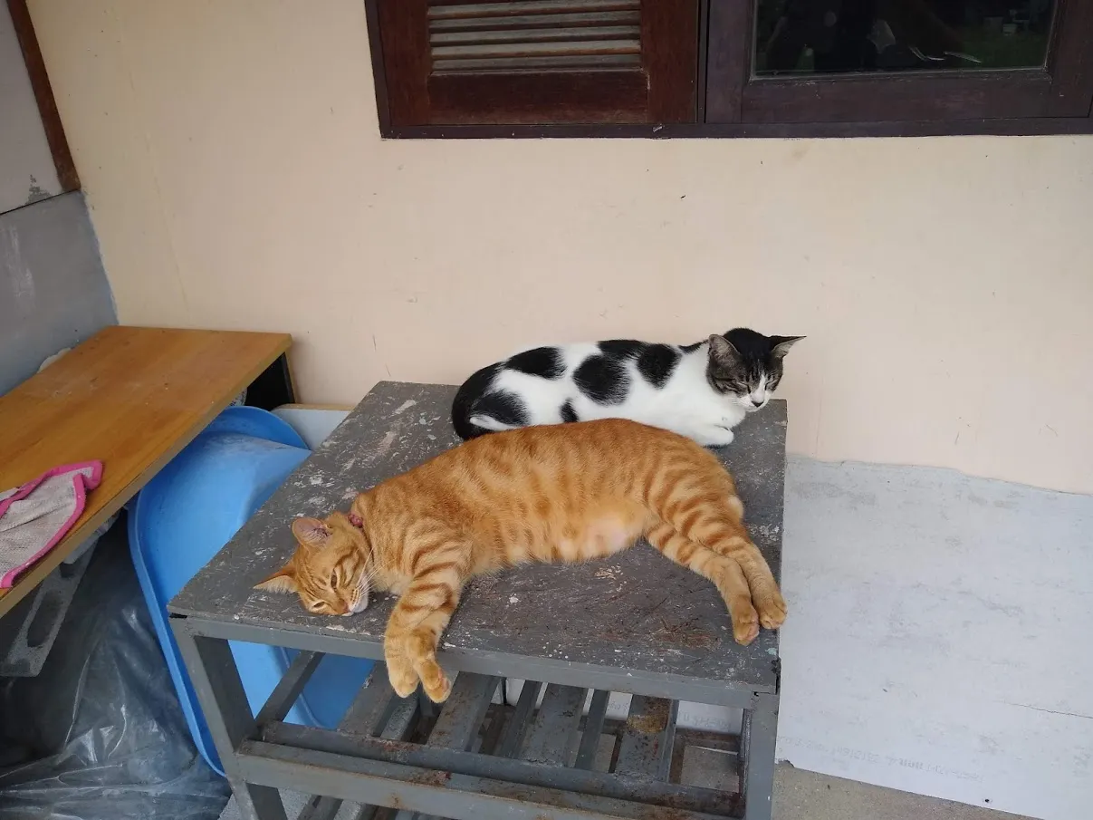 More Cats